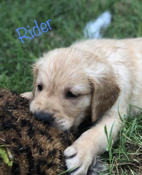 ©️ Ryder