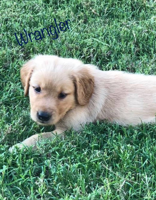 ©️ Wrangler