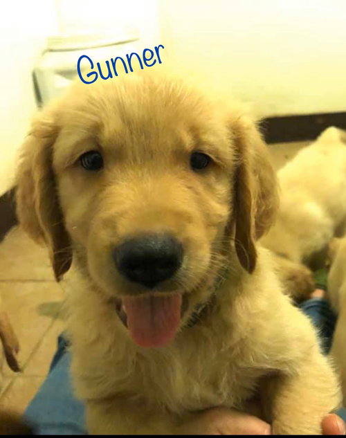 ©️ Bullet/Gunner