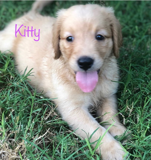 ©️ Kitty