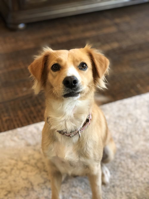 Hazel