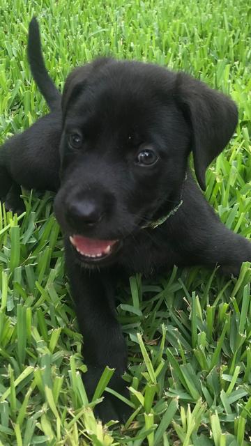 Jet
