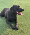 Maggie