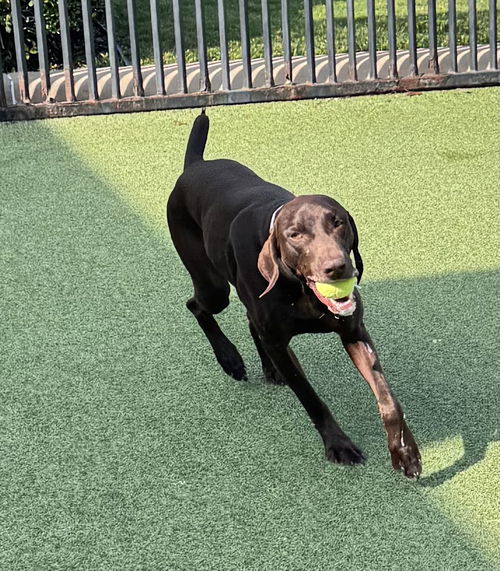 picture of the dog needing adoption