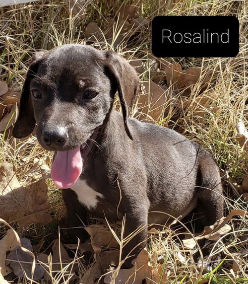 Rosalind