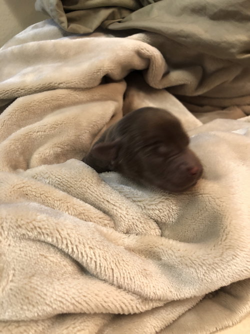! Apollo