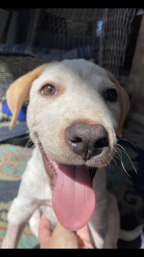 Suri