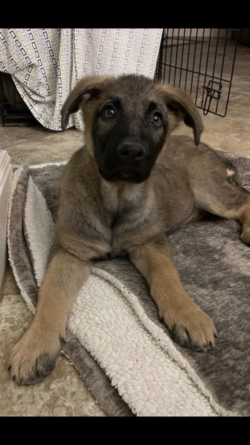 Axel