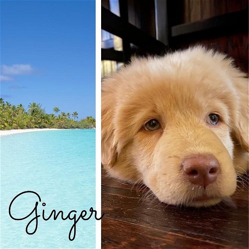 G - Ginger