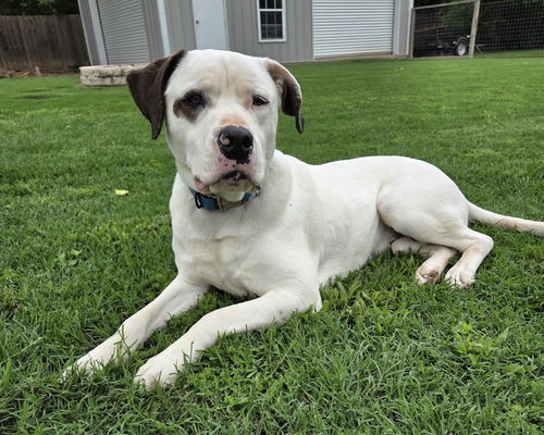 Gus