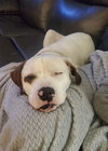 _Gus