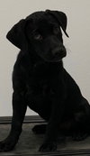 Rufus