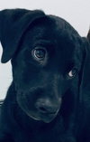 Rufus