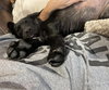 Rufus