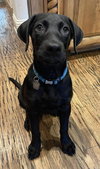 Rufus