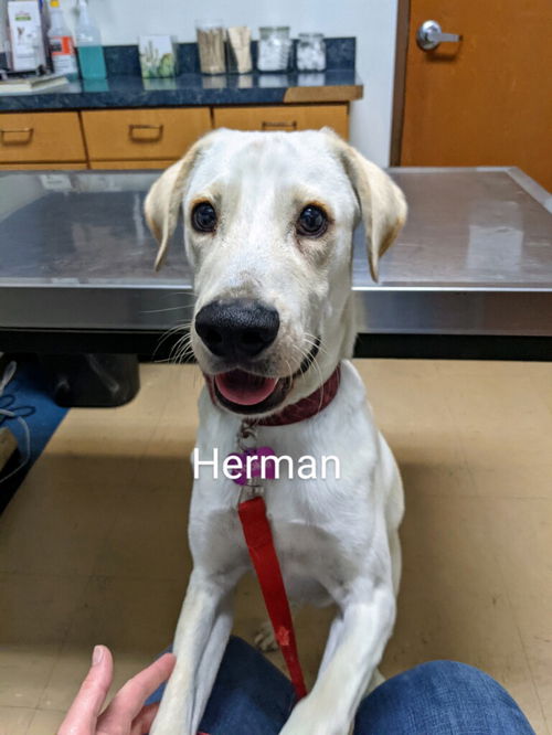 Herman