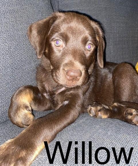 T - Willow