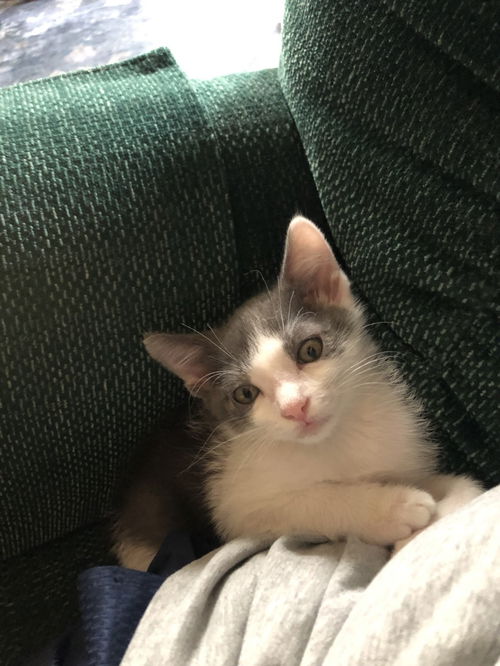 Cat Charlie