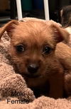 % Moki
