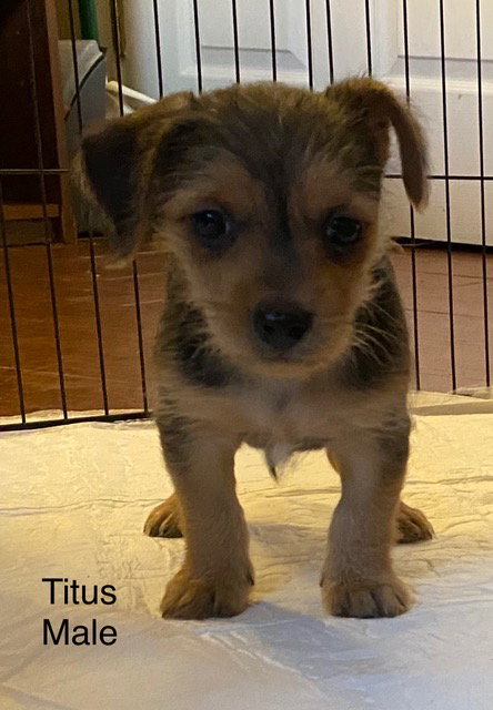 % Titus