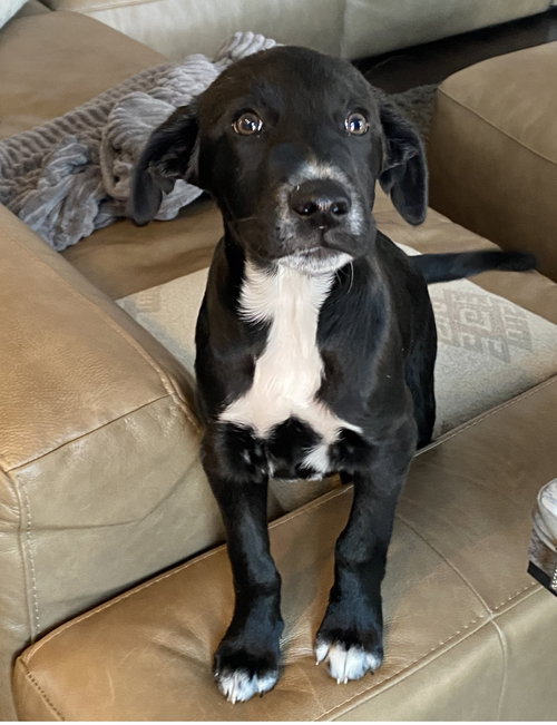 # Domino