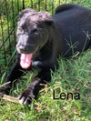 @ Lena