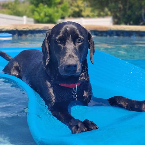 Ruger