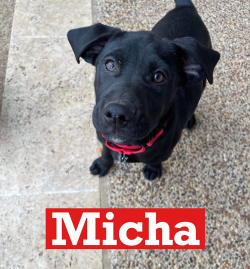 < Micha