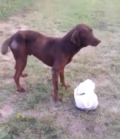 Louie