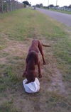 Louie