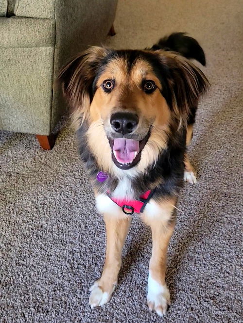 Hazel