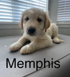 ~ Memphis