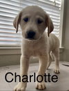 ~ Charlotte