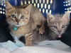 Cat Shortbread (Shorty)