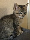 Cat Shortbread (Shorty)