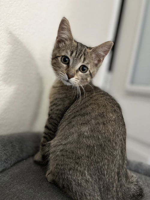 Cat Shortbread (Shorty)