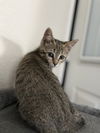Cat Shortbread (Shorty)