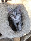 Cat Scotty (Biscotti)