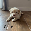 • Casie