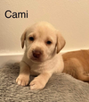 • Cami