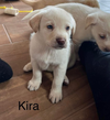 • Kira