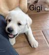 • Gigi
