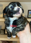 * Miso