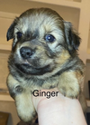 * Ginger
