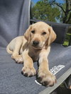 : Sitka