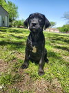: Kenai