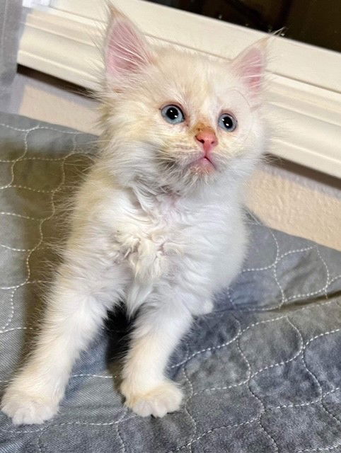 Cat – Feather