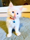 Cat – Feather