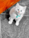 Cat – Feather