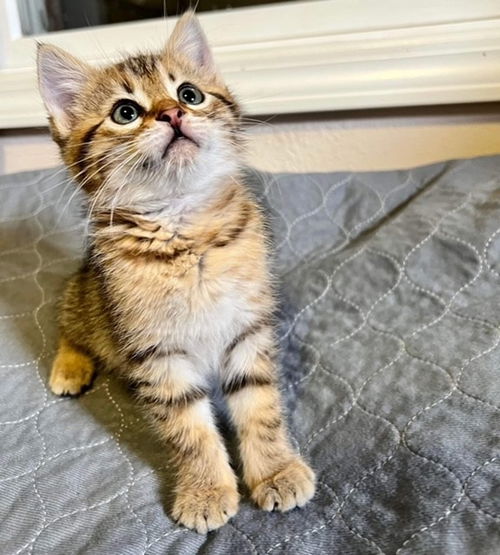 Cat – Weather